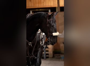 Sportivo Portoghese / Sportivo del Portogallo, Castrone, 16 Anni, 164 cm, Morello