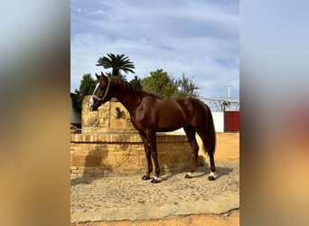 Sportivo Portoghese / Sportivo del Portogallo, Castrone, 2 Anni, 161 cm