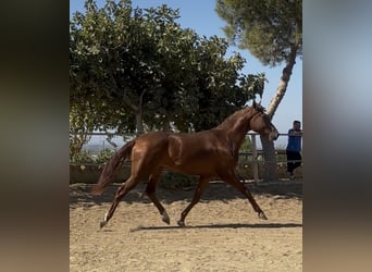 Sportivo Portoghese / Sportivo del Portogallo, Castrone, 2 Anni, 161 cm