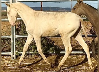 Sportivo Portoghese / Sportivo del Portogallo, Giumenta, 1 Anno, 168 cm, Perlino