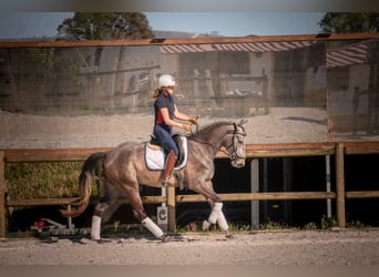 Sportivo Portoghese / Sportivo del Portogallo Mix, Giumenta, 4 Anni, 161 cm, Grigio