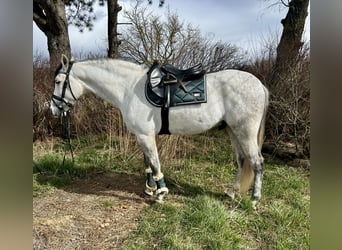 Sportivo Spagnolo / Sportivo della Spagna, Castrone, 6 Anni, 163 cm, Grigio