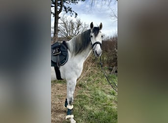 Sportivo Spagnolo / Sportivo della Spagna, Castrone, 6 Anni, 163 cm, Grigio