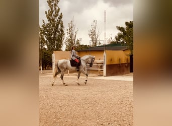 Sportivo Spagnolo / Sportivo della Spagna, Castrone, 6 Anni, 165 cm, Grigio