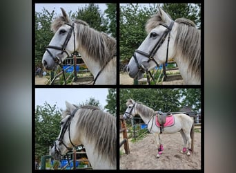 Sportivo Spagnolo / Sportivo della Spagna Mix, Giumenta, 10 Anni, 163 cm, Leardo