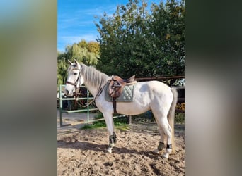 Sportivo Spagnolo / Sportivo della Spagna Mix, Giumenta, 10 Anni, 163 cm, Leardo