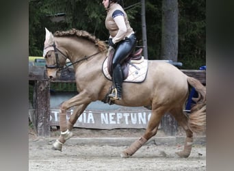 Sportivo Spagnolo / Sportivo della Spagna, Stallone, 4 Anni, 165 cm, Pearl