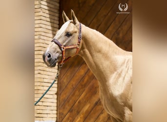 Sportivo Spagnolo / Sportivo della Spagna, Stallone, 6 Anni, 163 cm, Palomino