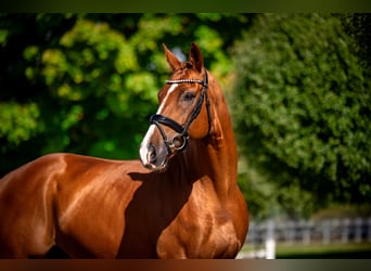 Sportivo Spagnolo / Sportivo della Spagna, Castrone, 10 Anni, 170 cm, Sauro
