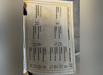 Sportivo Spagnolo / Sportivo della Spagna, Castrone, 12 Anni, 165 cm, Baio