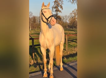 Sportivo Spagnolo / Sportivo della Spagna, Castrone, 12 Anni, 168 cm, Cremello