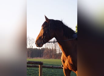 Sportivo Spagnolo / Sportivo della Spagna, Castrone, 13 Anni, 160 cm, Baio