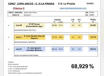 Sportivo Spagnolo / Sportivo della Spagna, Castrone, 14 Anni, 167 cm, Sauro