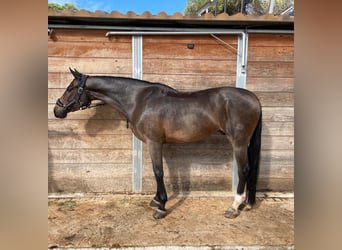 Sportivo Spagnolo / Sportivo della Spagna, Castrone, 15 Anni, 161 cm