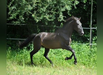 Sportivo Spagnolo / Sportivo della Spagna, Castrone, 15 Anni, 165 cm, Morello
