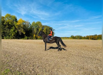 Sportivo Spagnolo / Sportivo della Spagna, Castrone, 15 Anni, 165 cm, Morello