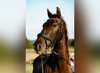 Sportivo Spagnolo / Sportivo della Spagna, Castrone, 15 Anni, 165 cm, Morello