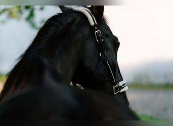 Sportivo Spagnolo / Sportivo della Spagna, Castrone, 15 Anni, 165 cm, Morello