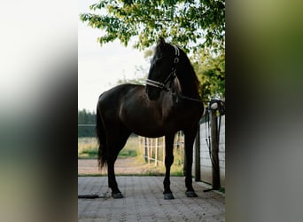Sportivo Spagnolo / Sportivo della Spagna, Castrone, 15 Anni, 165 cm, Morello