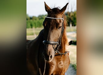 Sportivo Spagnolo / Sportivo della Spagna, Castrone, 15 Anni, 165 cm, Morello