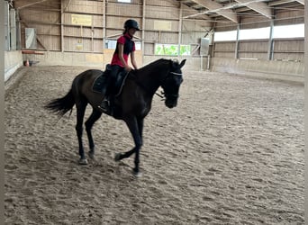 Sportivo Spagnolo / Sportivo della Spagna, Castrone, 15 Anni, 165 cm, Morello