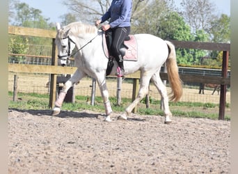 Sportivo Spagnolo / Sportivo della Spagna, Castrone, 15 Anni, 166 cm, Bianco