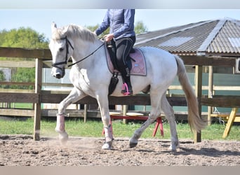 Sportivo Spagnolo / Sportivo della Spagna, Castrone, 15 Anni, 166 cm, Bianco