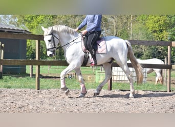 Sportivo Spagnolo / Sportivo della Spagna, Castrone, 15 Anni, 166 cm, Bianco