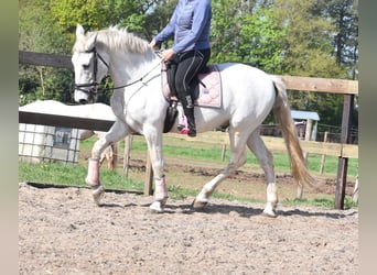 Sportivo Spagnolo / Sportivo della Spagna, Castrone, 15 Anni, 166 cm, Bianco