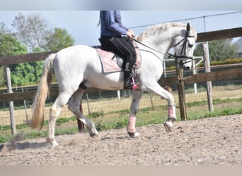 Sportivo Spagnolo / Sportivo della Spagna, Castrone, 15 Anni, 166 cm, Bianco