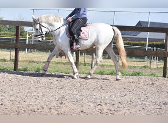Sportivo Spagnolo / Sportivo della Spagna, Castrone, 15 Anni, 166 cm, Bianco
