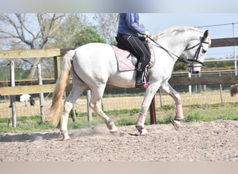 Sportivo Spagnolo / Sportivo della Spagna, Castrone, 15 Anni, 166 cm, Bianco
