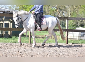 Sportivo Spagnolo / Sportivo della Spagna, Castrone, 15 Anni, 166 cm, Bianco