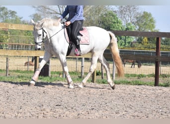 Sportivo Spagnolo / Sportivo della Spagna, Castrone, 15 Anni, 166 cm, Bianco