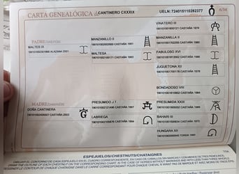 Sportivo Spagnolo / Sportivo della Spagna, Castrone, 15 Anni, 174 cm, Baio