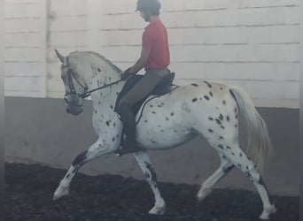 Sportivo Spagnolo / Sportivo della Spagna, Castrone, 3 Anni, 164 cm, Leopard