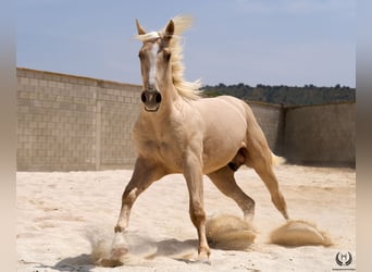 Sportivo Spagnolo / Sportivo della Spagna, Castrone, 3 Anni, 168 cm, Palomino