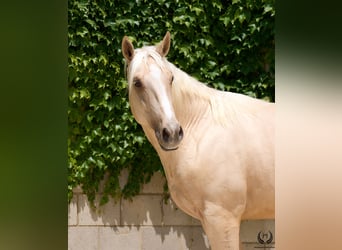 Sportivo Spagnolo / Sportivo della Spagna, Castrone, 3 Anni, 169 cm, Palomino
