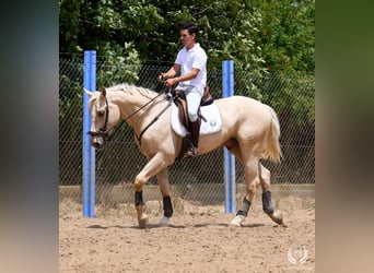 Sportivo Spagnolo / Sportivo della Spagna, Castrone, 3 Anni, 169 cm, Palomino