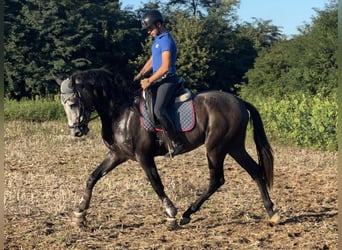 Sportivo Spagnolo / Sportivo della Spagna, Castrone, 3 Anni, 172 cm, Grigio