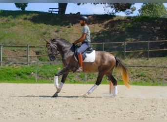 Sportivo Spagnolo / Sportivo della Spagna, Castrone, 4 Anni, 158 cm, Grigio