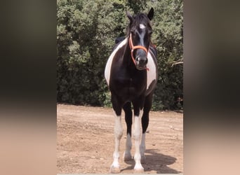 Sportivo Spagnolo / Sportivo della Spagna, Castrone, 4 Anni, 160 cm, Tovero-tutti i colori