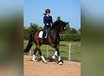 Sportivo Spagnolo / Sportivo della Spagna, Castrone, 4 Anni, 170 cm, Baio scuro