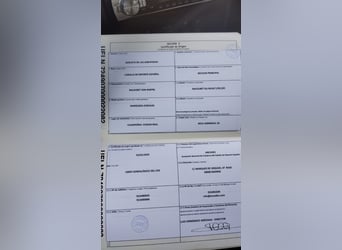 Sportivo Spagnolo / Sportivo della Spagna, Castrone, 5 Anni, 164 cm, Sauro