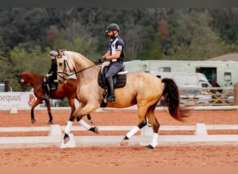Sportivo Spagnolo / Sportivo della Spagna, Castrone, 5 Anni, 174 cm, Falbo