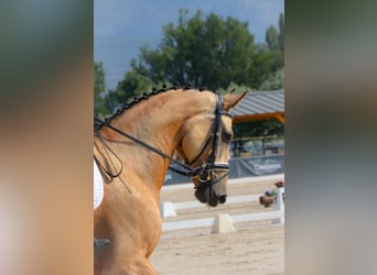 Sportivo Spagnolo / Sportivo della Spagna, Castrone, 5 Anni, 174 cm, Falbo