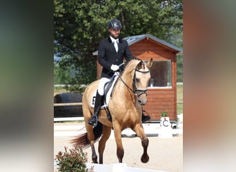 Sportivo Spagnolo / Sportivo della Spagna, Castrone, 5 Anni, 174 cm, Falbo