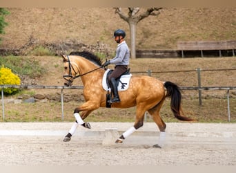 Sportivo Spagnolo / Sportivo della Spagna, Castrone, 5 Anni, 174 cm, Falbo