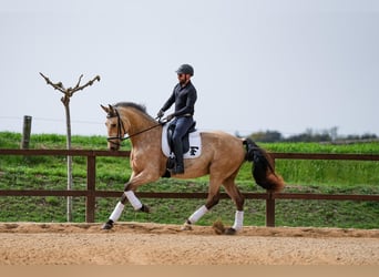 Sportivo Spagnolo / Sportivo della Spagna, Castrone, 5 Anni, 174 cm, Falbo