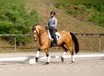Sportivo Spagnolo / Sportivo della Spagna, Castrone, 5 Anni, 174 cm, Falbo